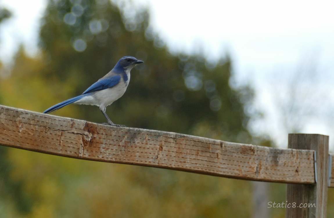 Scrub Jay standing on a wood fence with autumn trees in the background