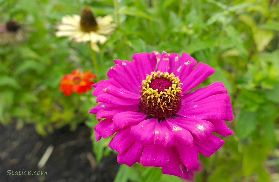 Red Violet Zinnia bloom with a yellow bloom in the background