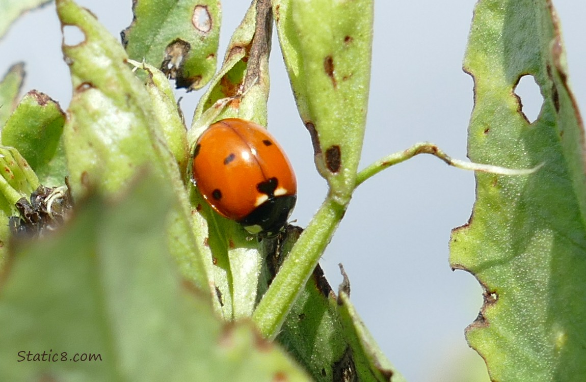 Seven Spot Ladybug on green leaves