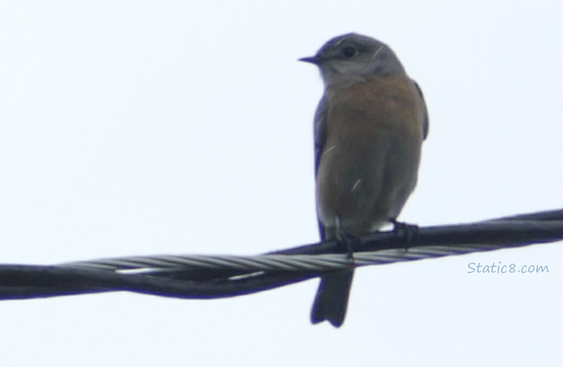 Bluebird standing on a power line