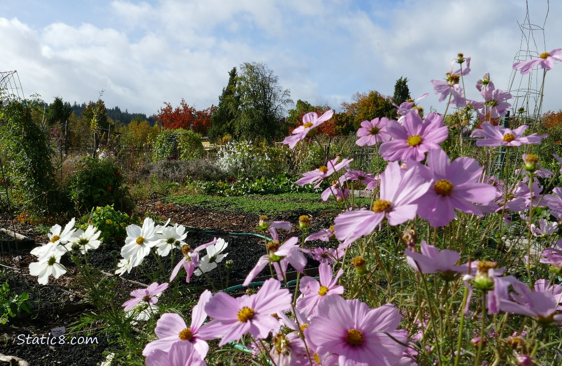 Cosmos in a garden