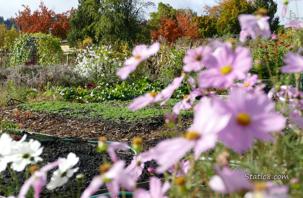 Cosmos in a garden