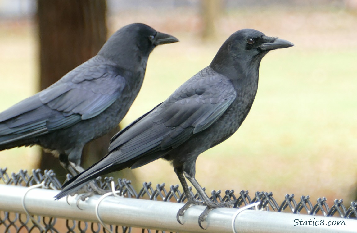 Two Crows standing on a chain link fence