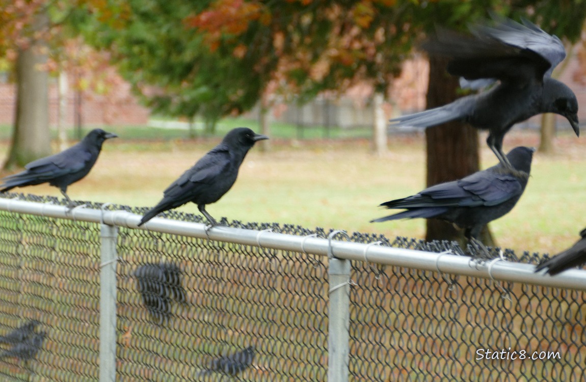 Five Crows standing on a chain link fence