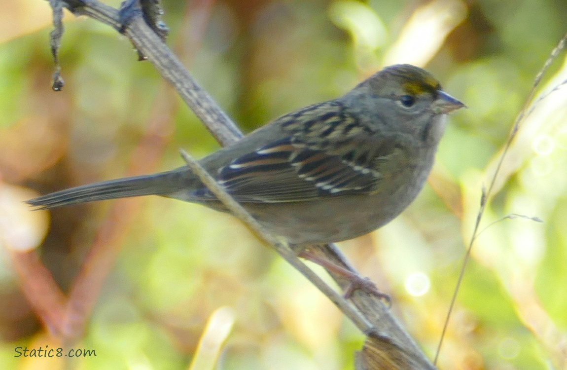 Golden Crown Sparrow standing on a twig