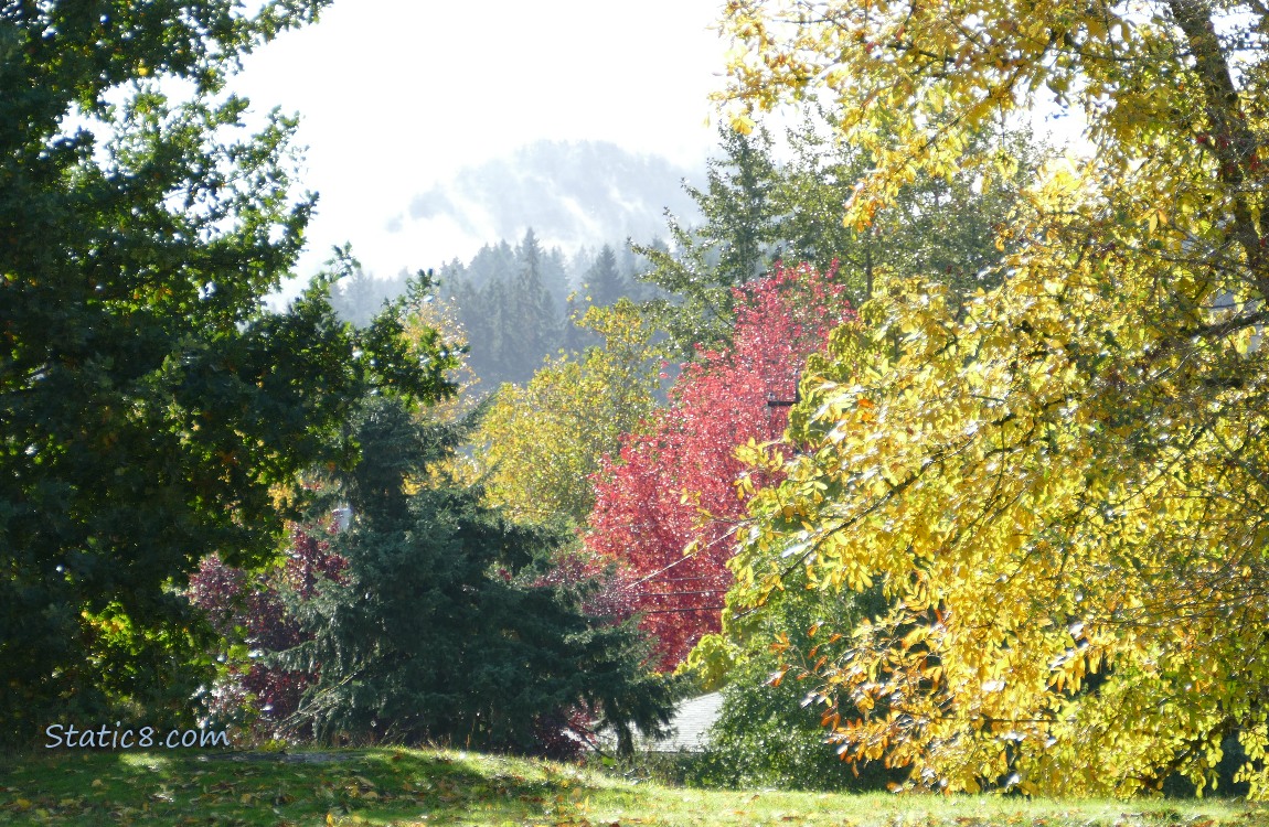 Autumn trees and fog on the hill in the distance