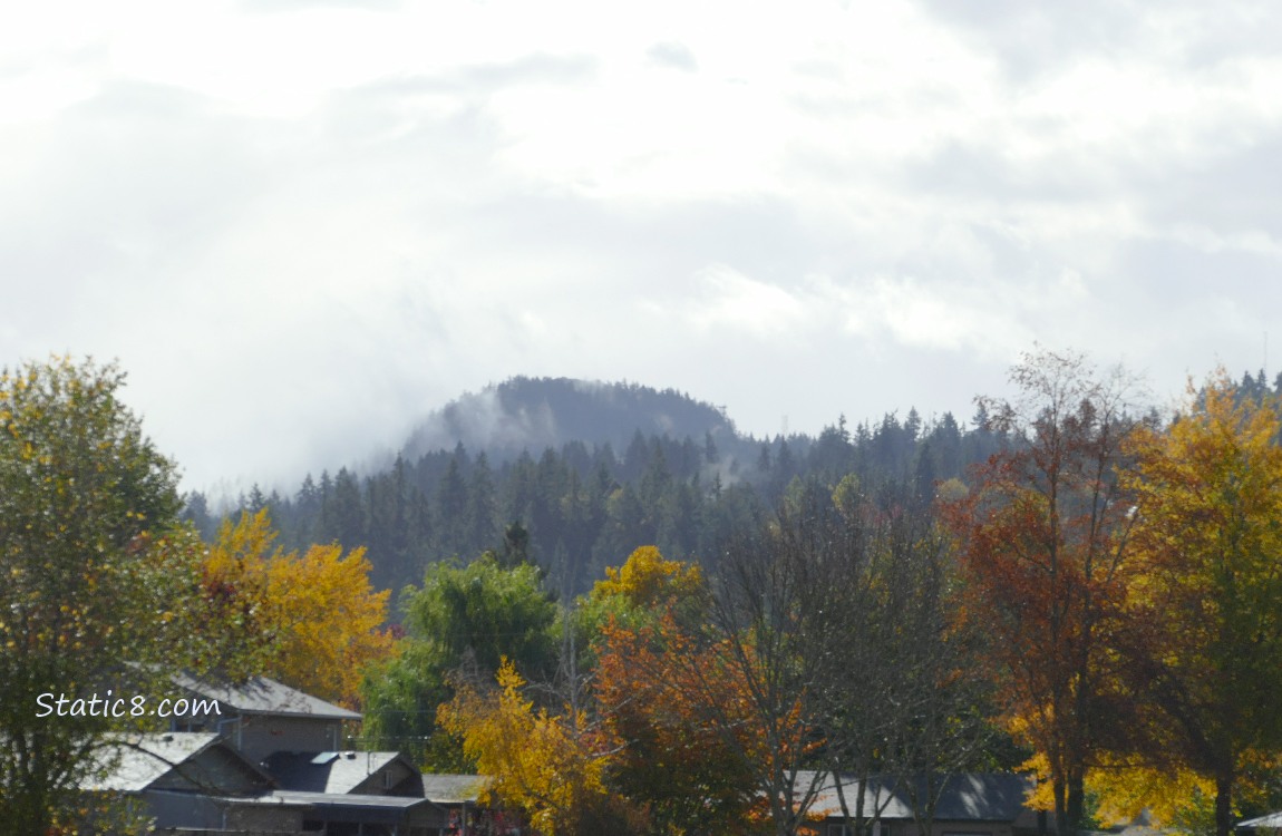 Autumn trees in front of fir trees in the distance