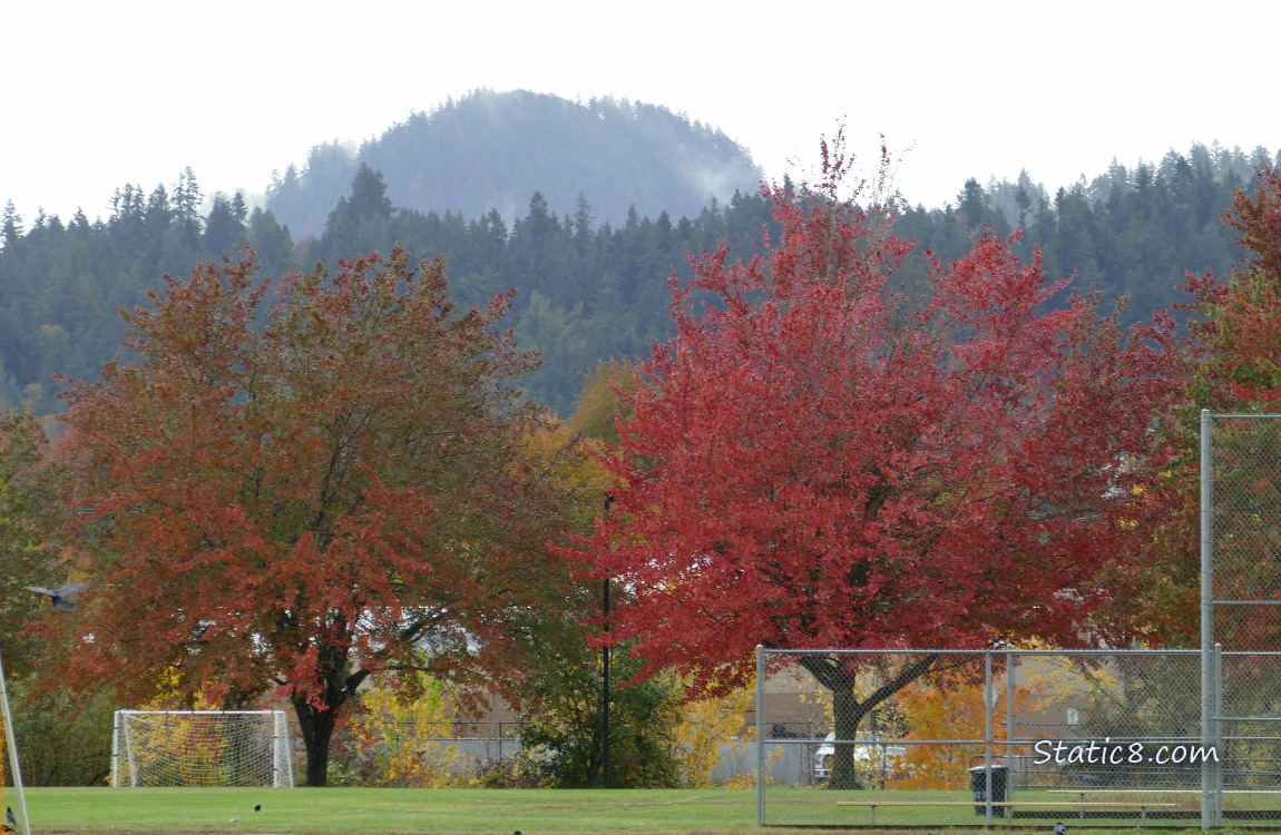 Autumn trees in front of fir trees on a hill in the background