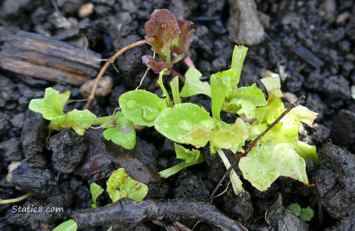 Lettuce seedlings growing in the dirt