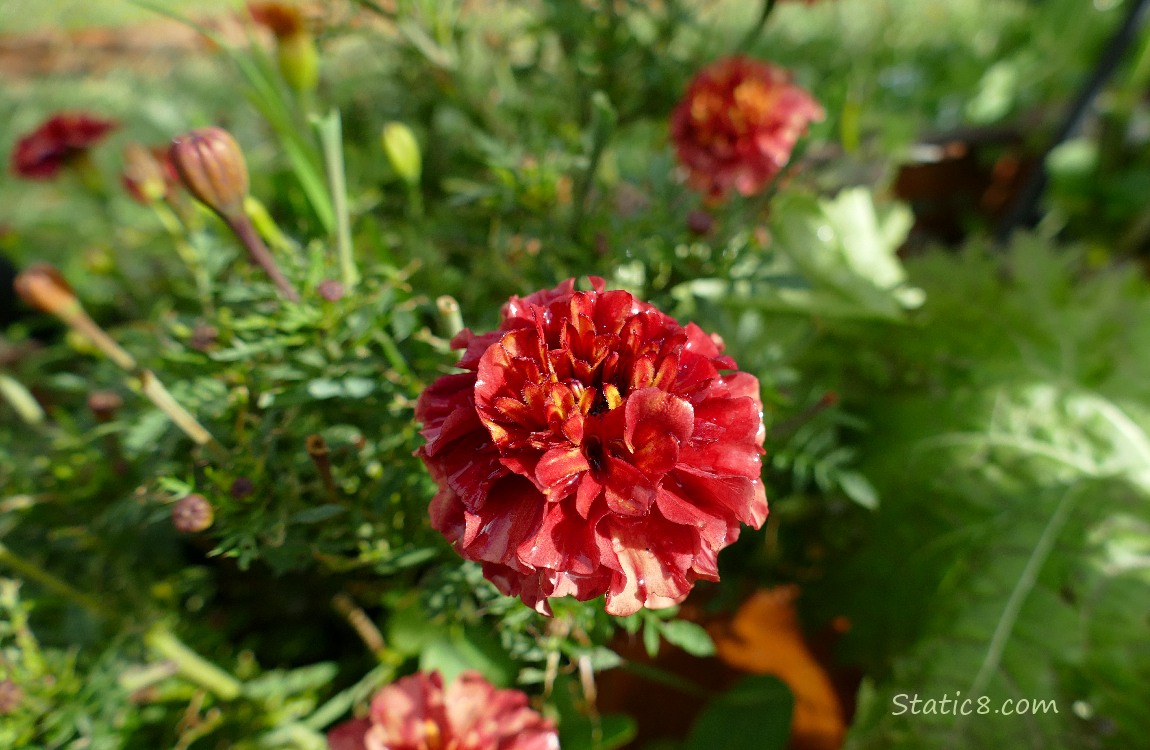 Red Marigold bloom with other blooms in the background