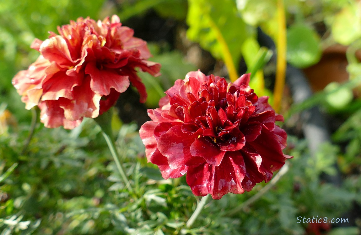 Two Marigold blooms