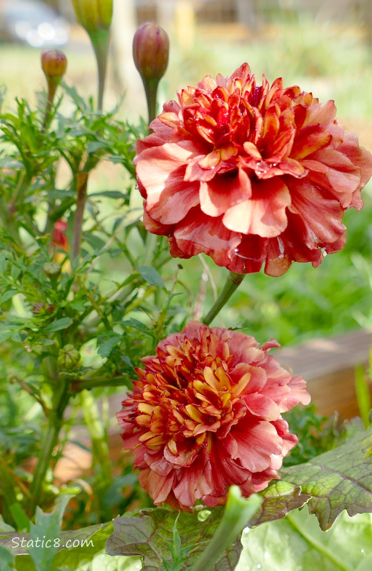 Red Marigold blooms with buds and leaves