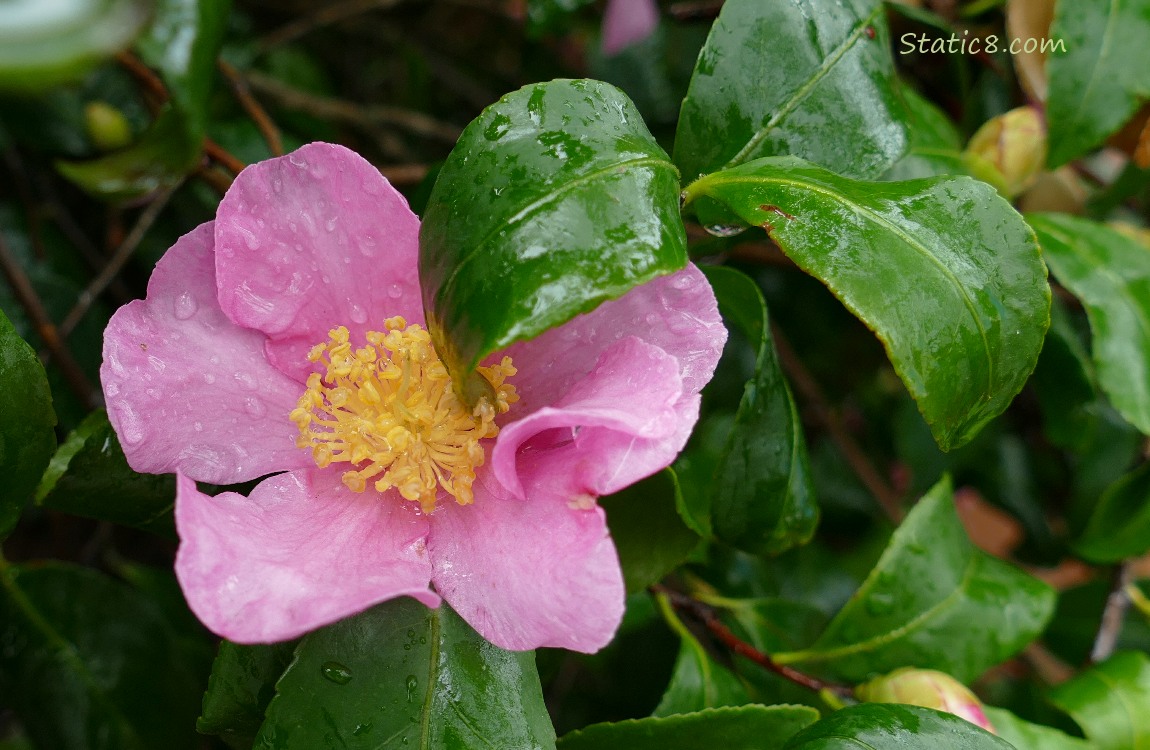 Pink Camellia bloom surrounded by green leaves with raindrops