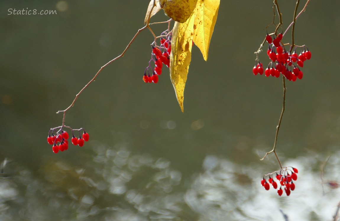 Bittersweet Nightshade berries hanging over the creek