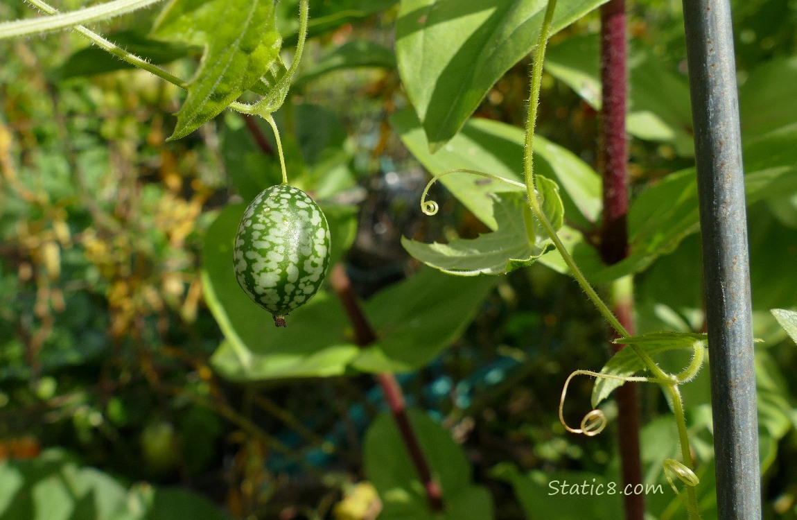 Cucamelons hanging from the vine