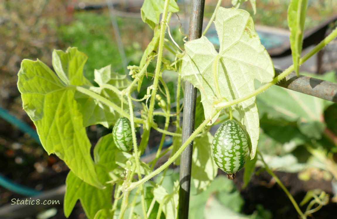 Cucamelons hanging from the vine