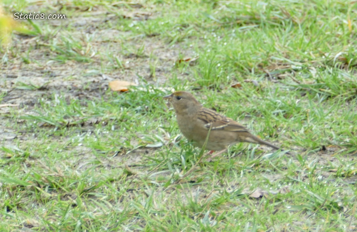 Golden Crown Sparrow standing in the grass