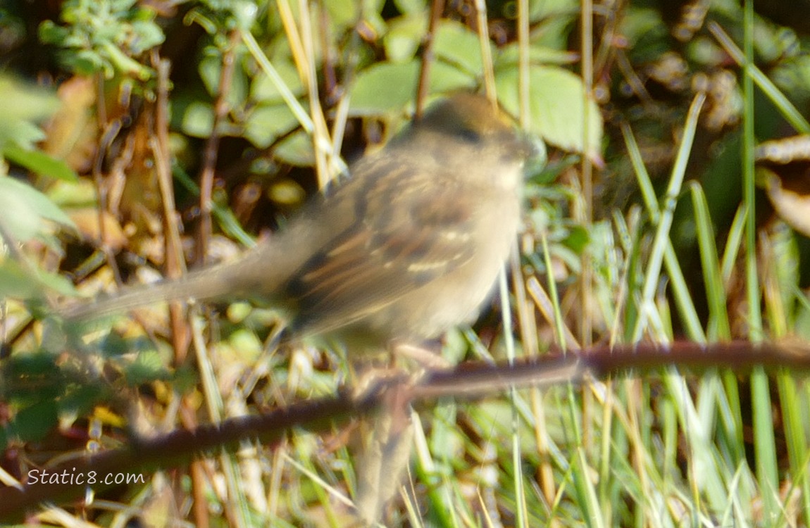 Very Blurry Golden Crown Sparrow standing on a twig in a thicket
