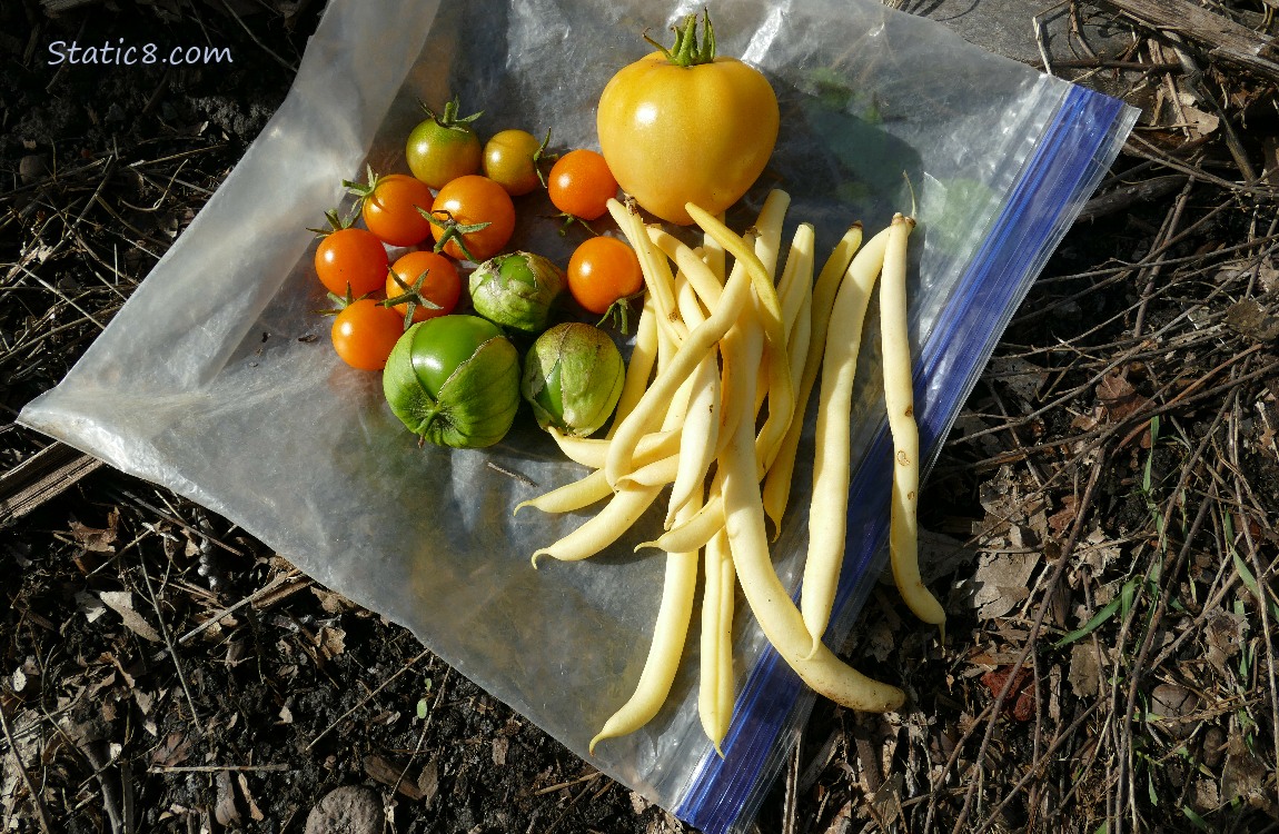Harvested veggies on a ziplock bag on the ground