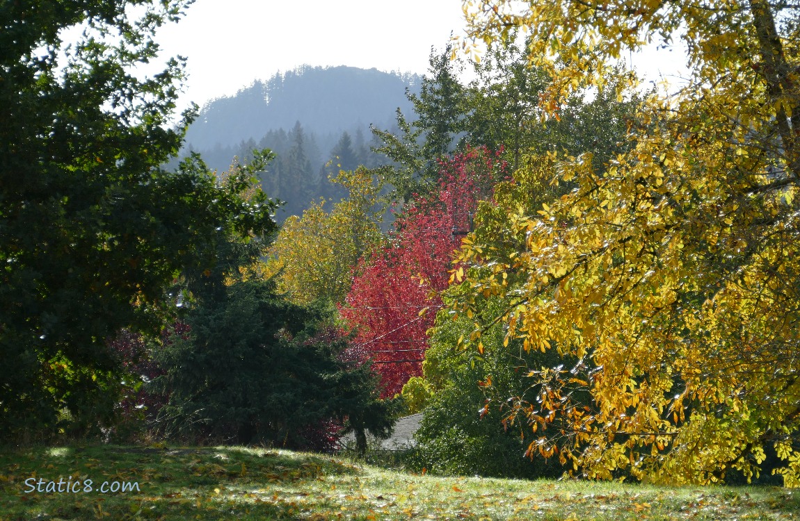 Autumn trees with the hill in the distance
