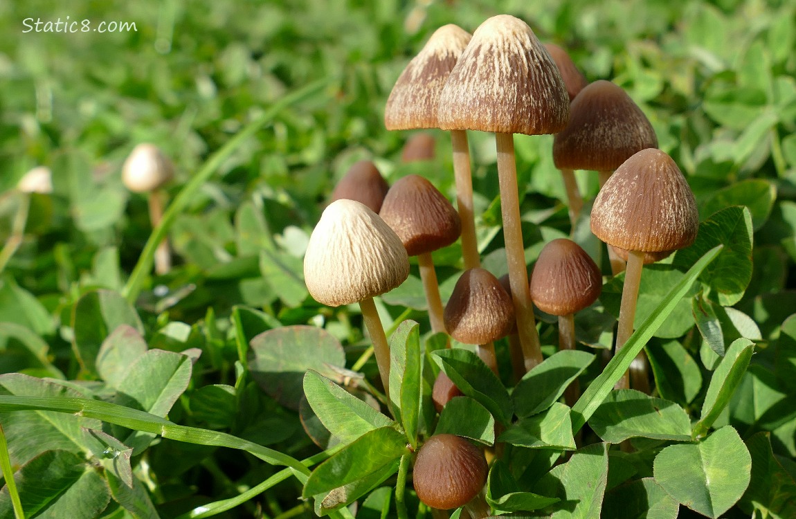 Mushrooms in the grass