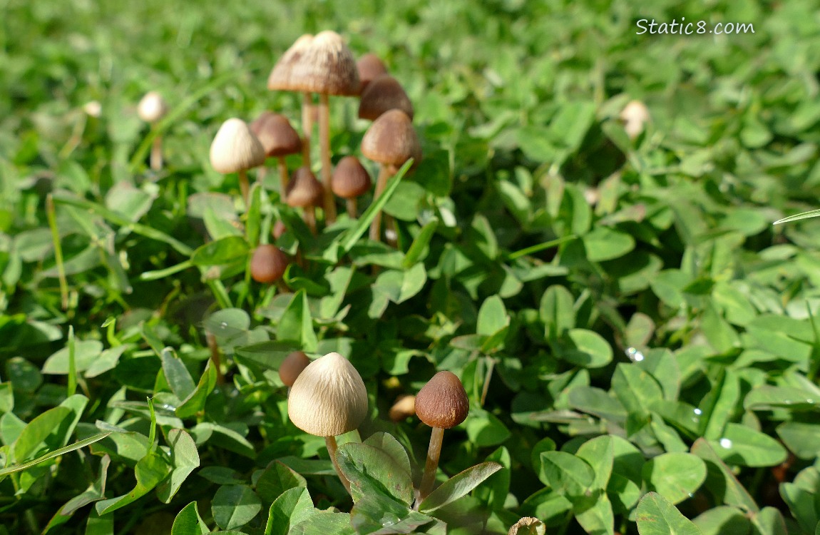 Mushrooms in the grass