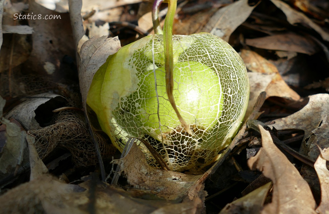 Tomatillo fruit on the vine with a skeletonized husk