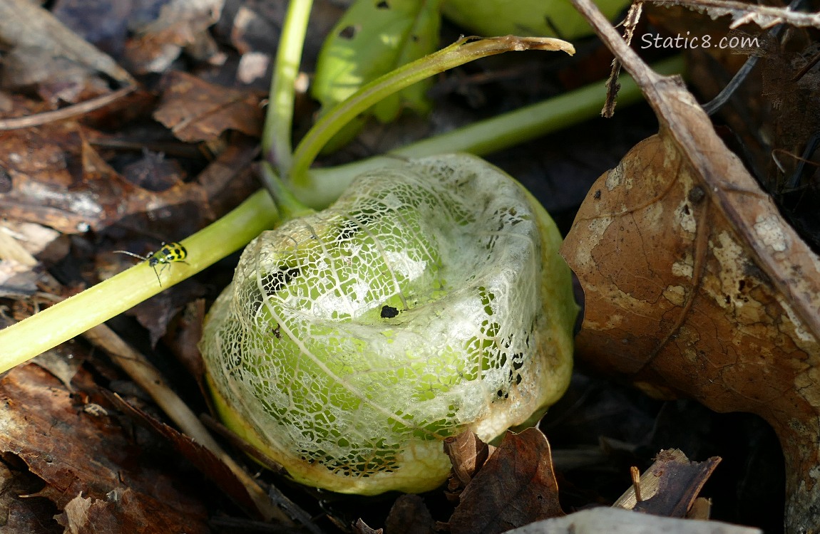 Tomatillo fruit on the vine with a skeletonized husk