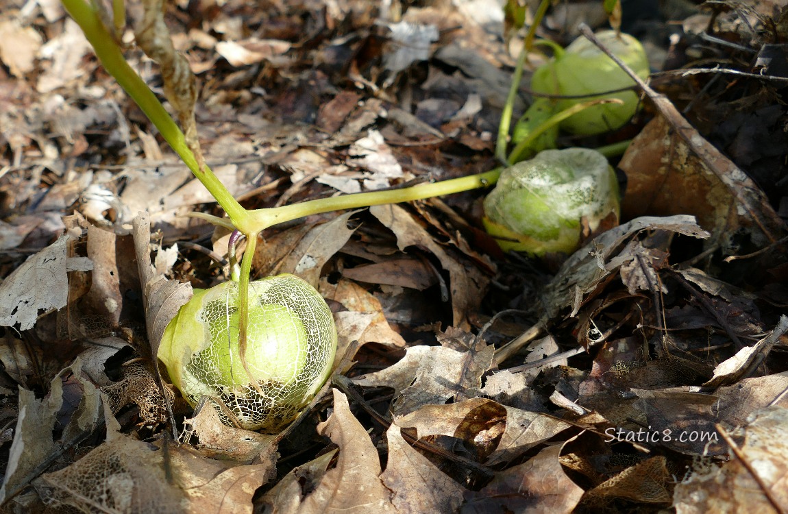 Tomatillo fruits on the vine with skeletonized husks