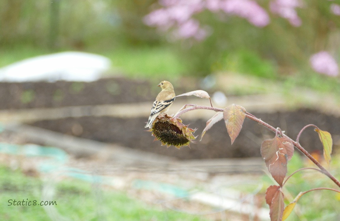 American Goldfinch standing on a sunflower seedhead which is leaning down