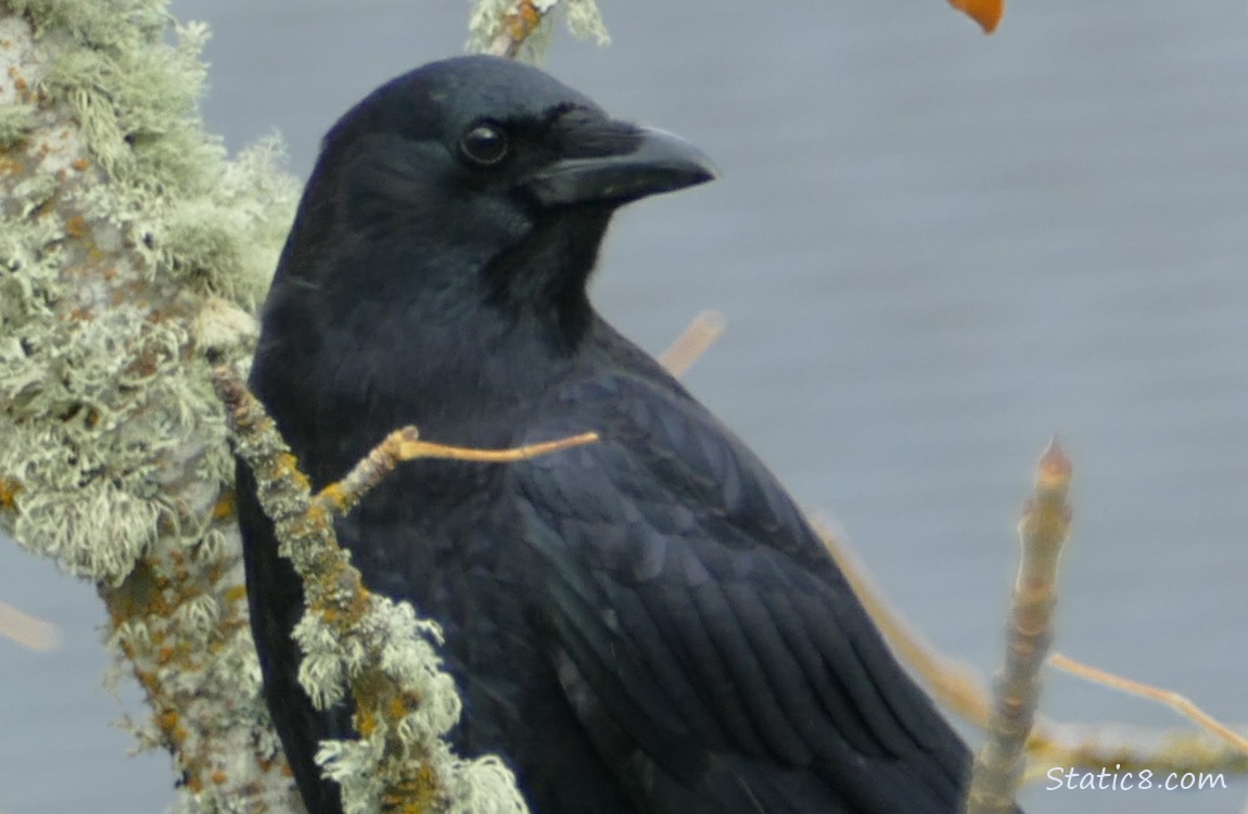 Close up of a crow standing in bare but mossy branches