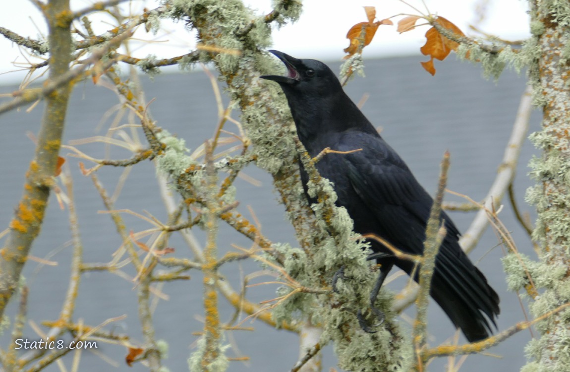 Crow cawing from a mossy branch