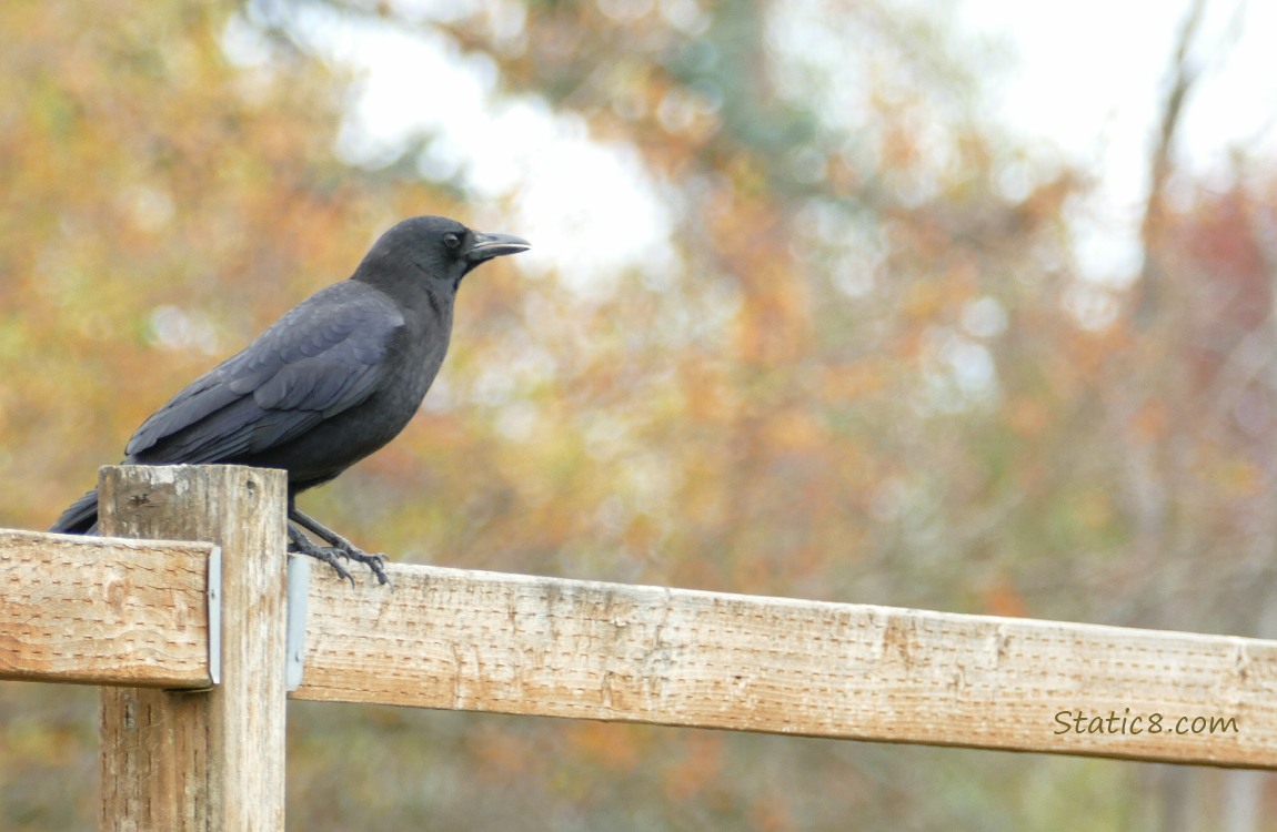 Crow standing on a wood fence