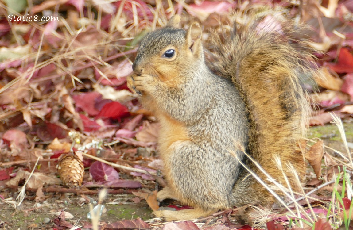 Squirrel standing in fallen leaves eating something