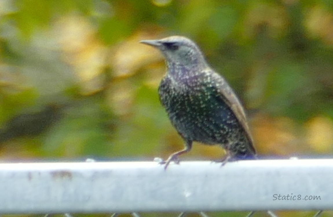 European Starling standing on a chain link fence