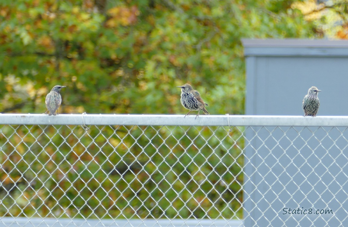 Three Starlings standing on a chain link fence