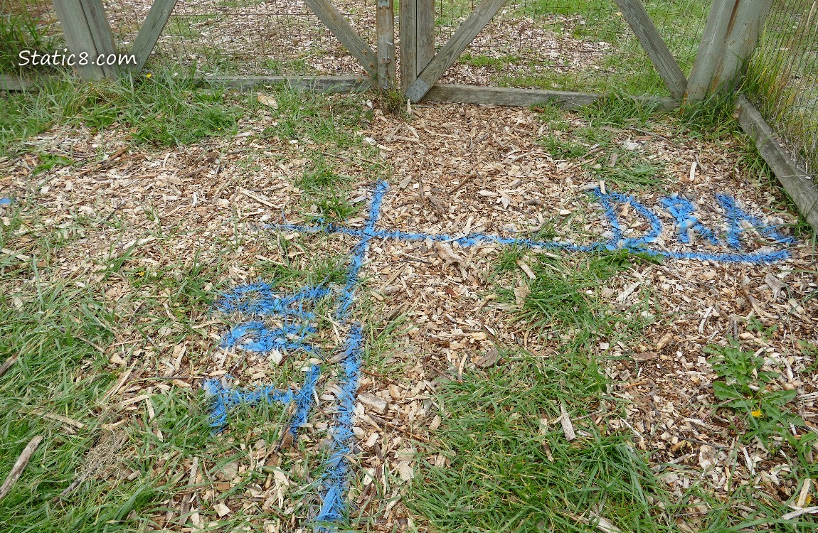 Blue marks on the grass, inside a wood fence