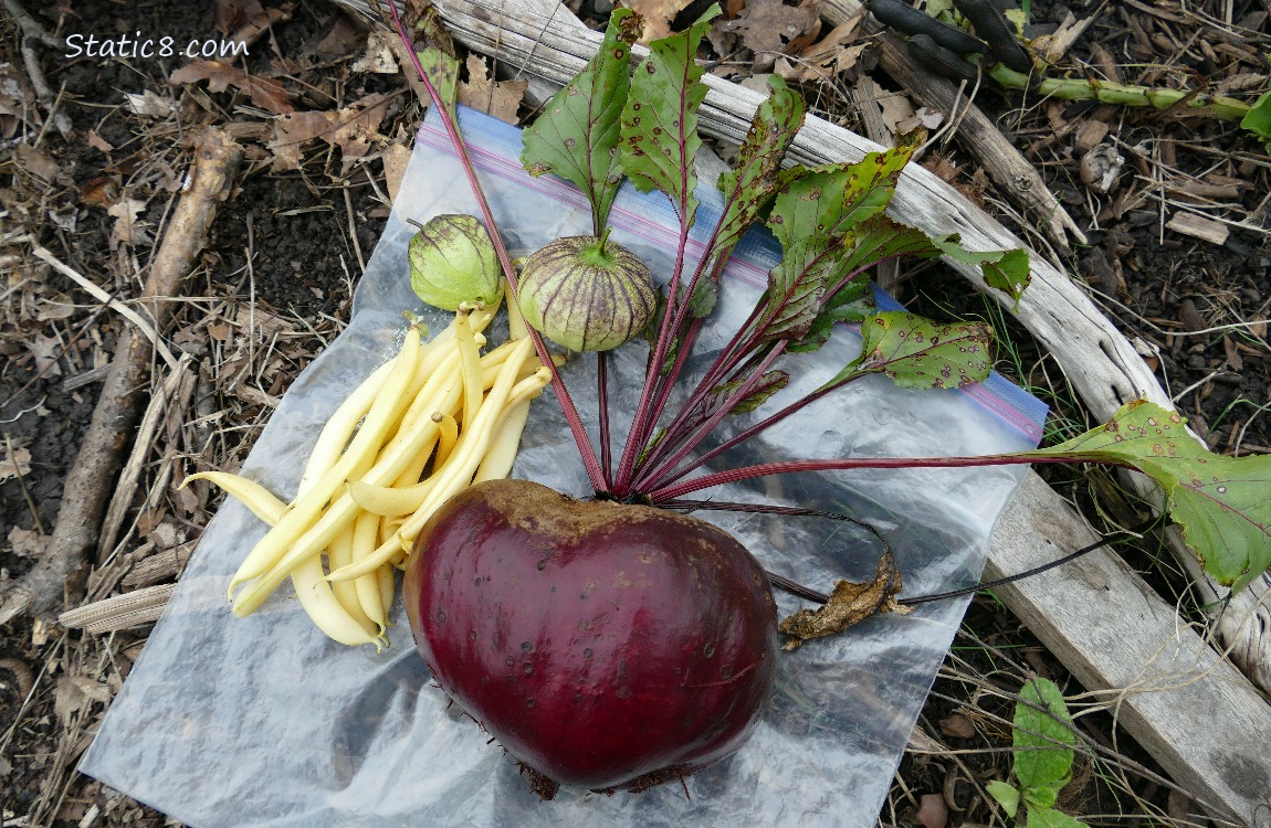 Harvested veggies on a ziplock bag on the ground