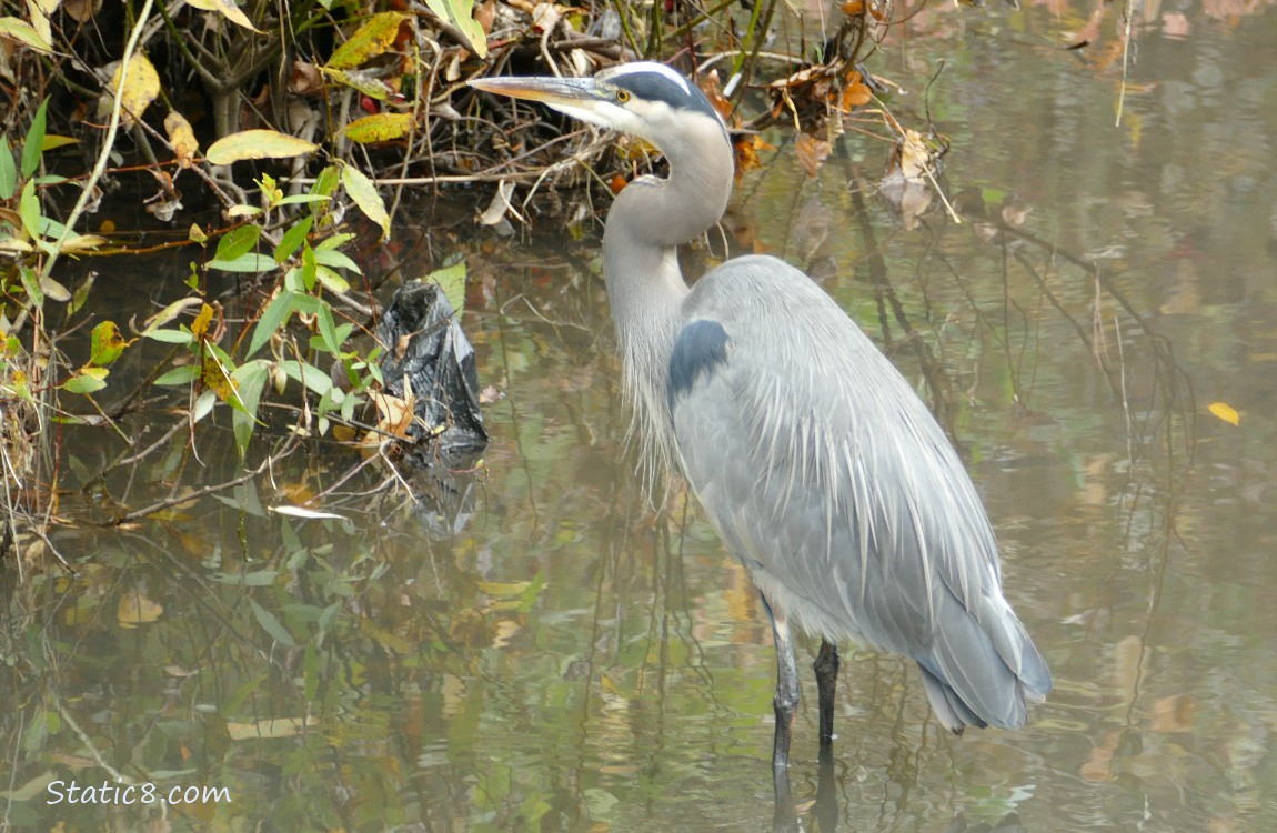 Great Blue Heron standing in shallow water