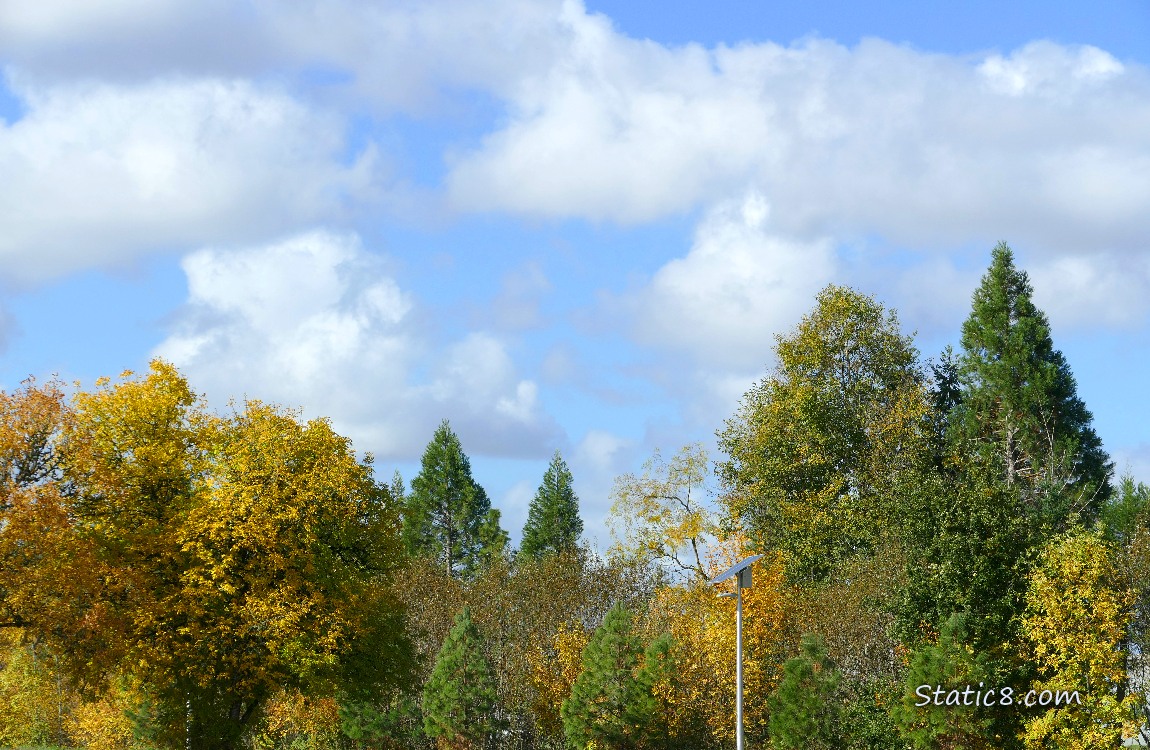 Blue sky and fluffy white clouds over autumn trees