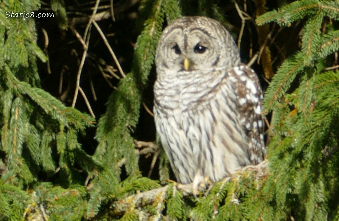 Barred Owl standing in a fir tree