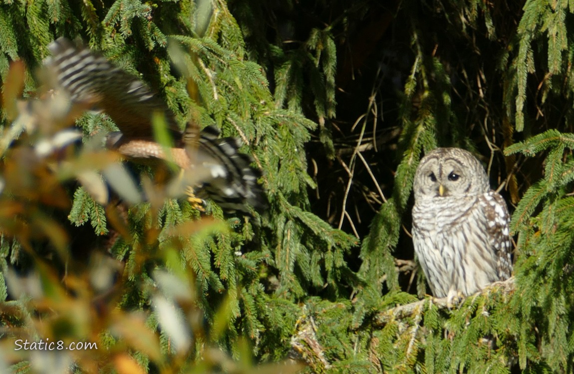 Barred Owl in a fir tree, getting mobbed by a Cooper Hawk