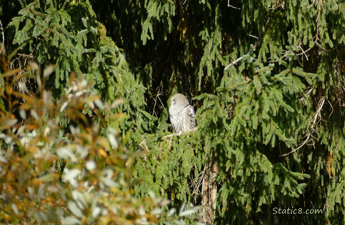 Barred Owl in a fir tree
