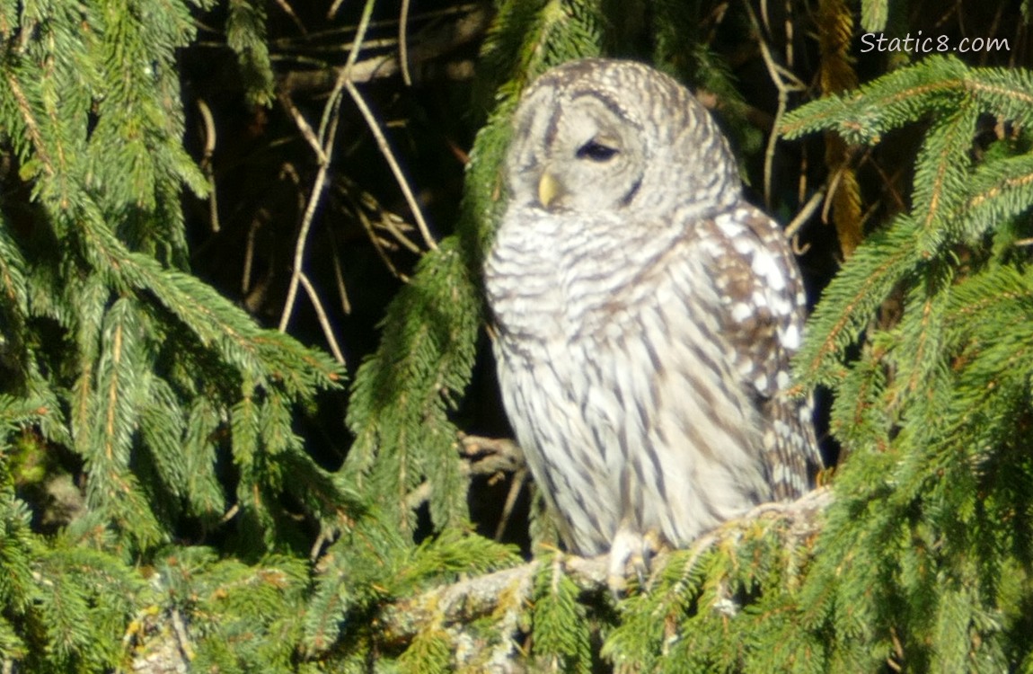 close up of a Barred Owl in a fir tree