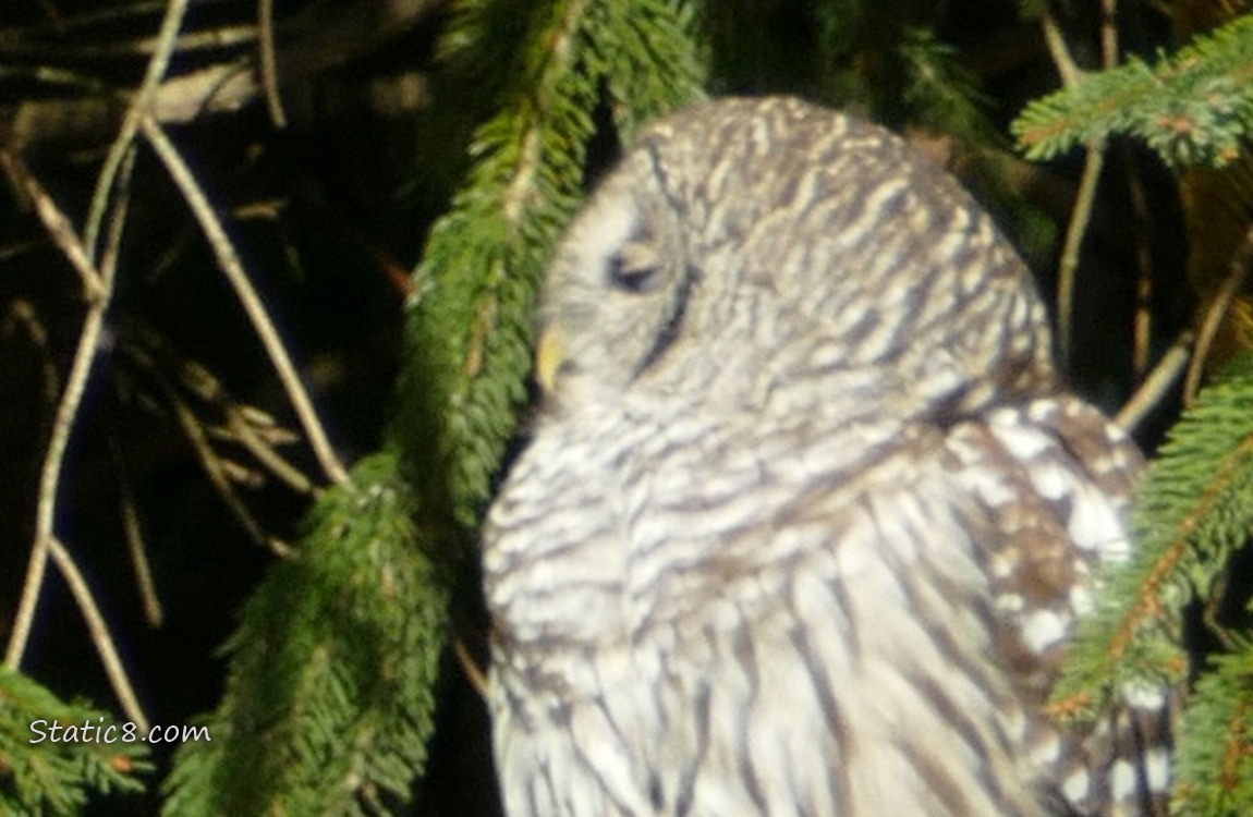 Close up of Barred Owl with her eyes closed
