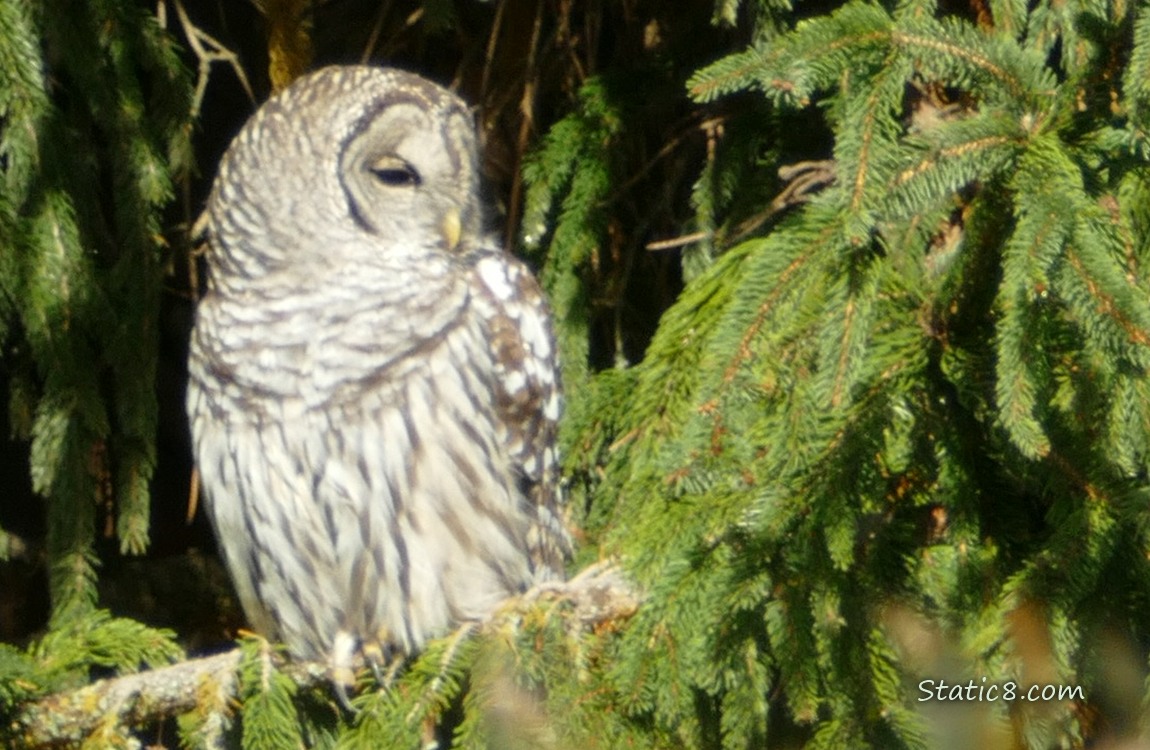 Barred Owl standing in a fir tree