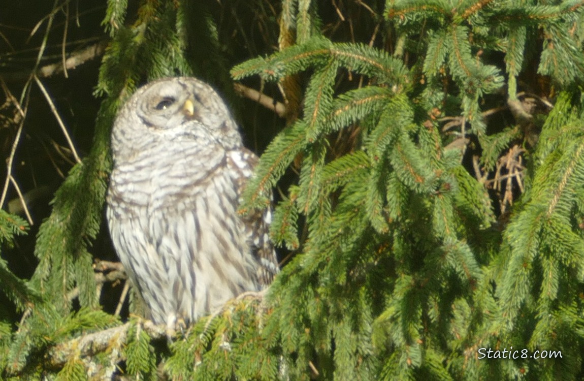 Barred Owl standing in a fir tree