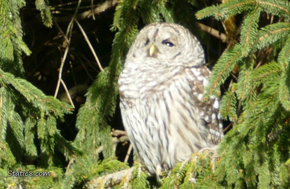 Barred Owl in a fir tree