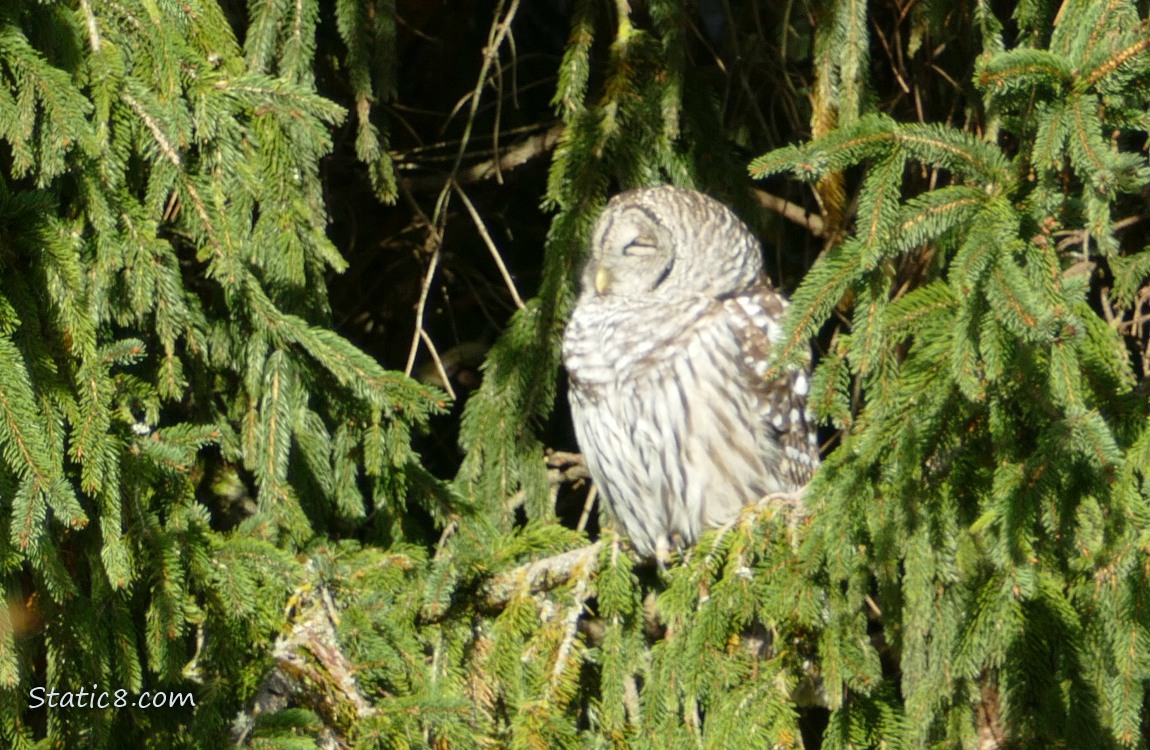 Barred Owl in a fir tree with her eyes closed