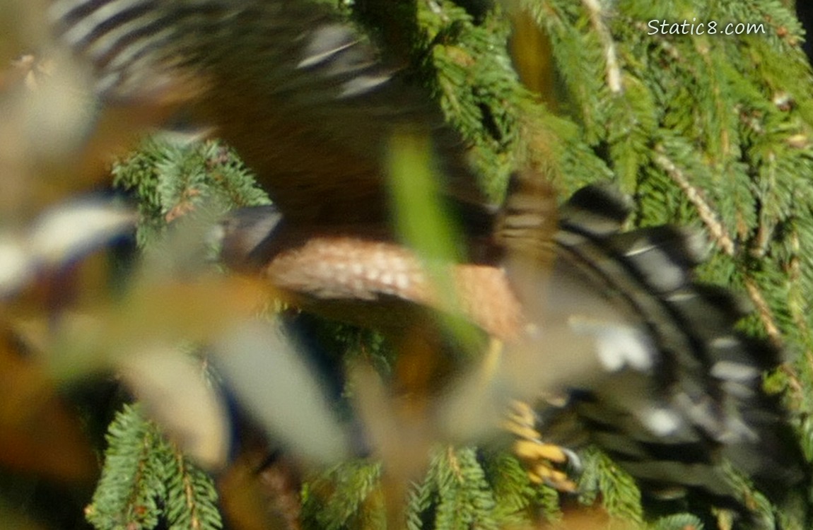 Cooper Hawk flying past some leaves